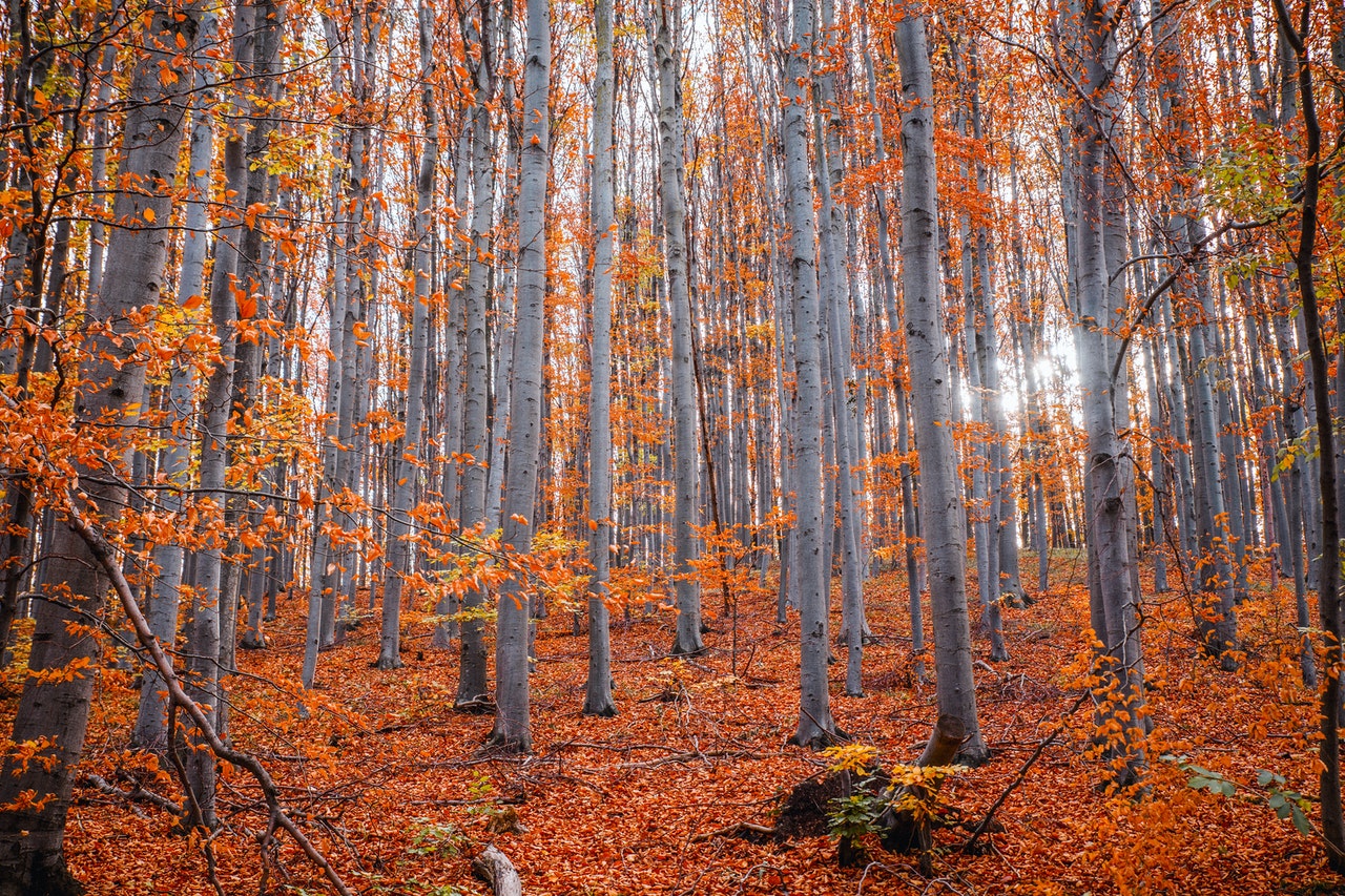 autunno i viaggi di monika