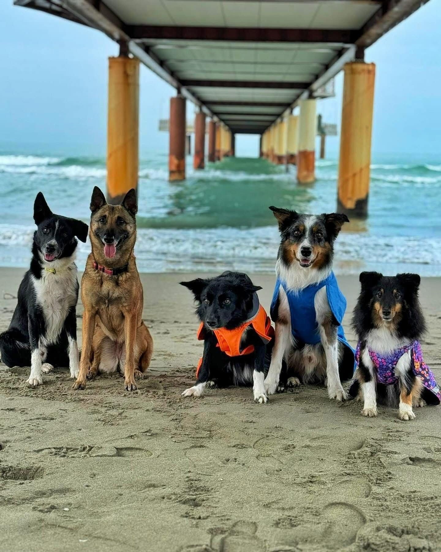 cani amsterdam i viaggi di monika